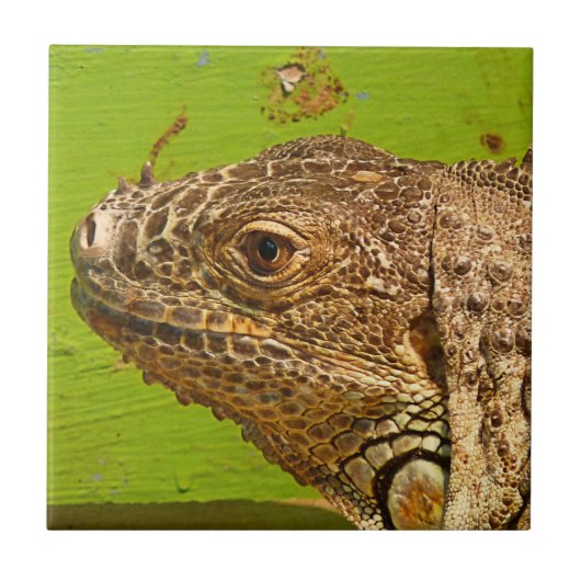 IGUANA TEGELTJE (Voorkant)