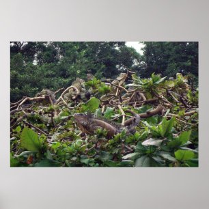 Iguana Tree Poster