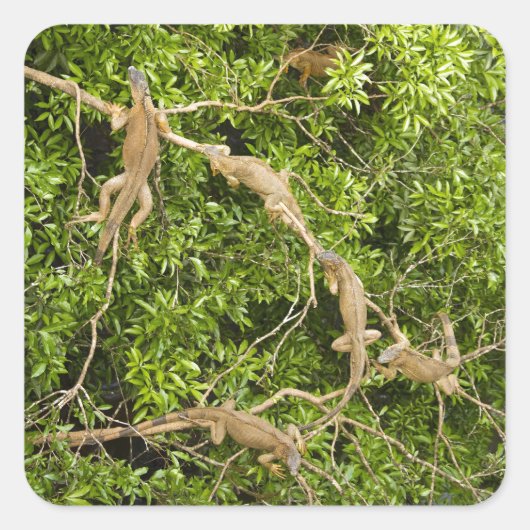 Iguana Tree Vierkante Sticker (Voorkant)