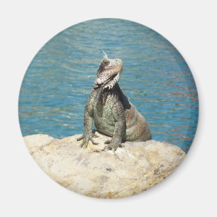 Iguana Tropical Wildlife Photography bij St. Thoma Magneet