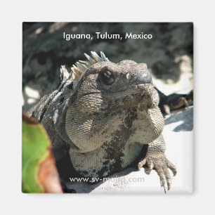 Iguana, Tulum, Mexico Magneet