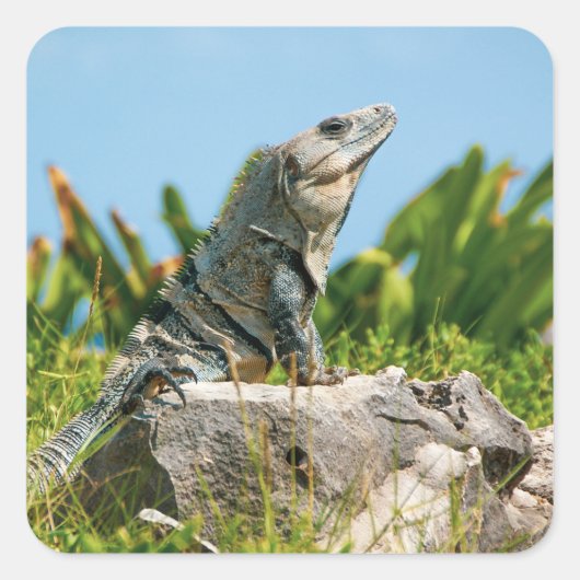 Iguana Vierkante Sticker (Voorkant)