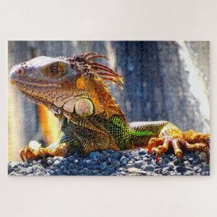 Iguanas in Florida Legpuzzel