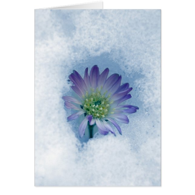 II éternel (Devant)