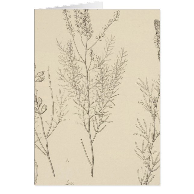 II Parryella, Petalostemon (Devant)