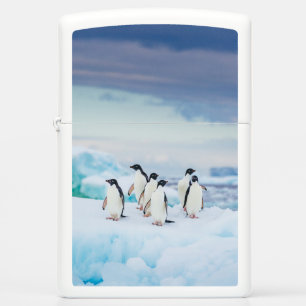 IJs en sneeuw Adelie Penguins Antarctica