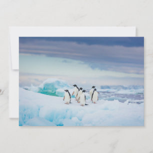 IJs en sneeuw Adelie Penguins Antarctica Bedankkaart