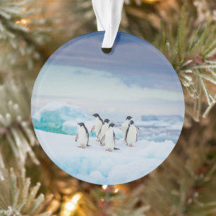IJs en sneeuw   Adelie Penguins Antarctica Ornament