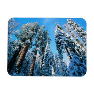 IJs en sneeuw   Nationaal park Sequoia, Californië Magneet