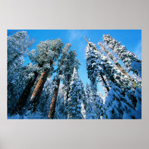 IJs en sneeuw   Nationaal park Sequoia, Californië Poster