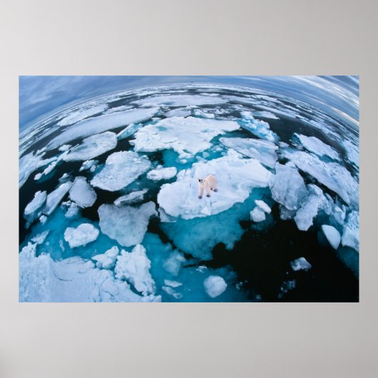 IJs en sneeuw | Polair Beer, Arctische Oceaan, Sva Poster (Voorkant)