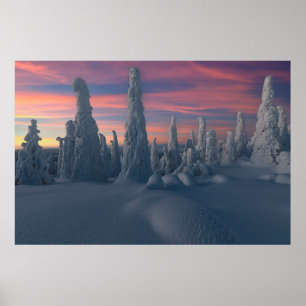 IJs en sneeuw Sneeuwwerende bomen, Lapland, Finl Poster