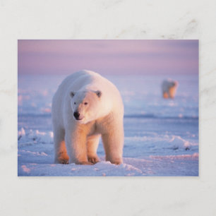 ijsbeer, Ursus maritimus Briefkaart