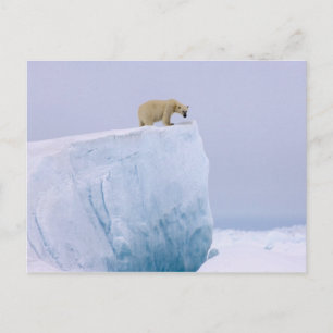 ijsbeer, Ursus maritimus Briefkaart