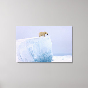 ijsbeer, Ursus maritimus Canvas Afdruk