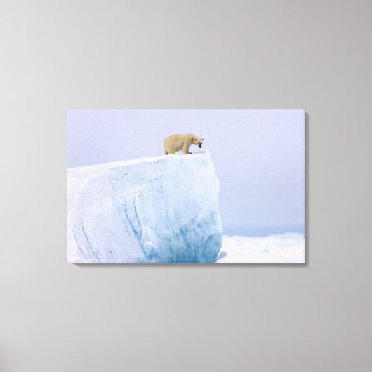 ijsbeer, Ursus maritimus Canvas Afdruk (Voorkant)