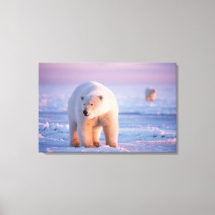 ijsbeer, Ursus maritimus Canvas Afdruk