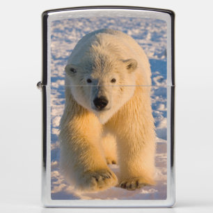 ijsbeer, Ursus maritimus, ijsbeer op ijs