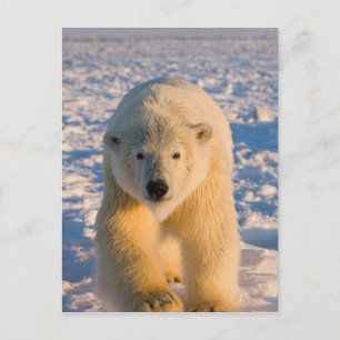 ijsbeer, Ursus maritimus, ijsbeer op ijs Briefkaart