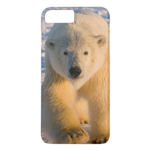 ijsbeer, Ursus maritimus, ijsbeer op ijs iPhone 8 Plus / 7 Plus Hoesje
