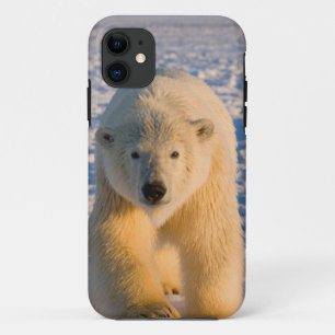 ijsbeer, Ursus maritimus, ijsbeer op ijs iPhone 11 Hoesje