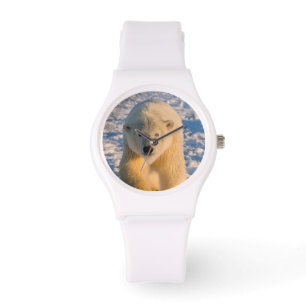 ijsbeer, Ursus maritimus, ijsbeer op ijs Horloge