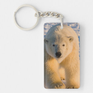 ijsbeer, Ursus maritimus, ijsbeer op ijs Sleutelhanger