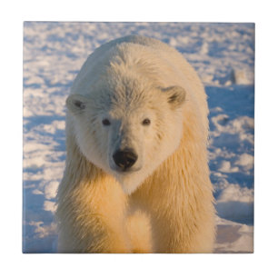 ijsbeer, Ursus maritimus, ijsbeer op ijs Tegeltje