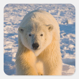 ijsbeer, Ursus maritimus, ijsbeer op ijs Vierkante Sticker