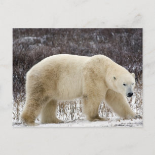 Ijsbeer (Ursus maritimus) in Churchill Briefkaart