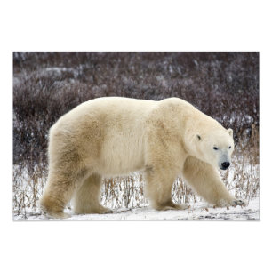 Ijsbeer (Ursus maritimus) in Churchill Foto Afdruk