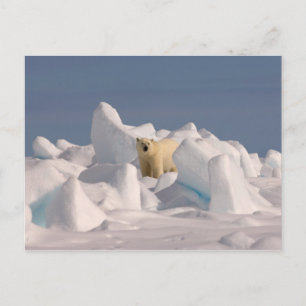 ijsbeer, Ursus maritimus, in ruw ijs Briefkaart