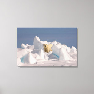 ijsbeer, Ursus maritimus, in ruw ijs Canvas Afdruk
