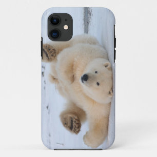 ijsbeer, Ursus maritimus, jong rollebollend 3 iPhone 11 Hoesje