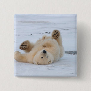 ijsbeer, Ursus maritimus, jong rollebollend 3 Vierkante Button 5,1 Cm
