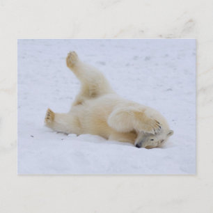 ijsbeer, Ursus maritimus, jong rollebollend Briefkaart