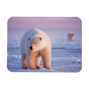 ijsbeer, Ursus maritimus Magneet