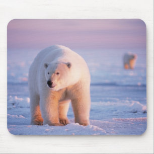 ijsbeer, Ursus maritimus Muismat