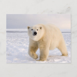 ijsbeer, Ursus maritimus, op ijs en sneeuw, 2 Briefkaart