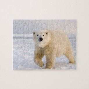 ijsbeer, Ursus maritimus, op ijs en sneeuw, 2 Legpuzzel