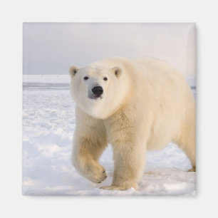 ijsbeer, Ursus maritimus, op ijs en sneeuw, 2 Magneet
