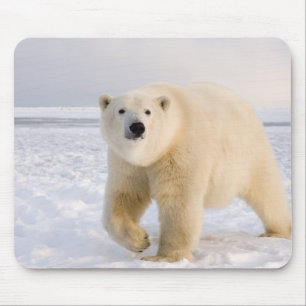 ijsbeer, Ursus maritimus, op ijs en sneeuw, 2 Muismat