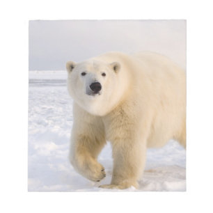 ijsbeer, Ursus maritimus, op ijs en sneeuw, 2 Notitieblok