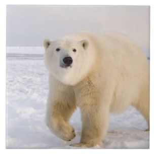 ijsbeer, Ursus maritimus, op ijs en sneeuw, 2 Tegeltje