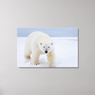 ijsbeer, Ursus maritimus, op ijs en sneeuw, Canvas Afdruk