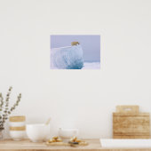 ijsbeer, Ursus maritimus Poster (Keuken)