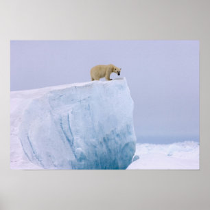 ijsbeer, Ursus maritimus Poster