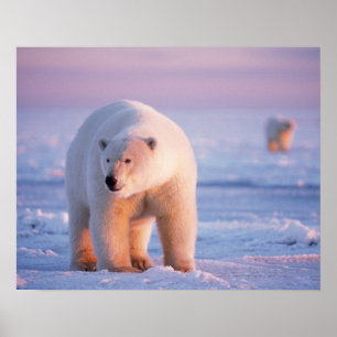 ijsbeer, Ursus maritimus Poster