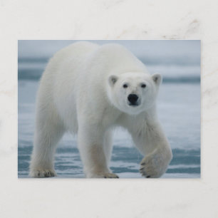 Ijsbeer, Ursus Maritimus, Volwassen Briefkaart