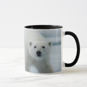 Ijsbeer, Ursus Maritimus, Volwassen Mok